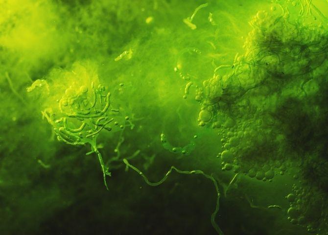 Zielone życie pod mikroskopem, czyli czym są mikroalgi – warsztaty
