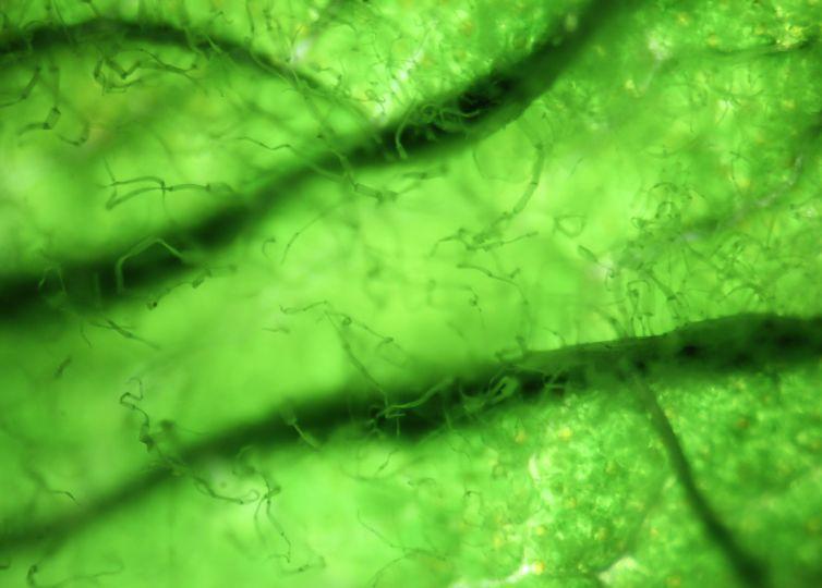 Zielone życie pod mikroskopem, czyli czym są mikroalgi – II edycja warsztatów